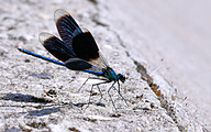 Banded demoiselle (male, Calopteryx splendens)